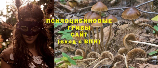 ПСИЛОЦИБИНОВЫЕ ГРИБЫ Новозыбков