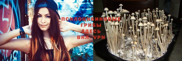 ПСИЛОЦИБИНОВЫЕ ГРИБЫ Новозыбков